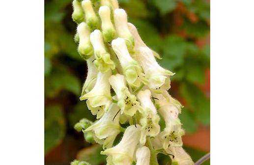 Sydstormhatt, blommor